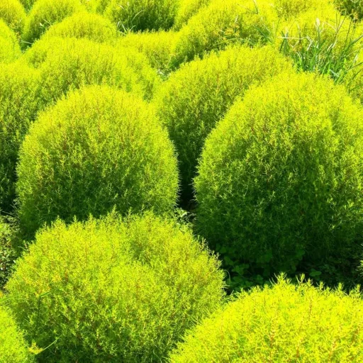 Nyári ciprus (Kochia scoparia - tűzvörös gömbfű) – 1 g (Virágmag)