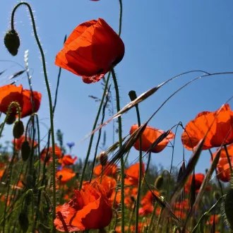 Mezei Pipacs (Vadvirág) BIO (Papaver rhoeas) (Vetőmag)