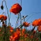 Mezei Pipacs (Vadvirág) BIO (Papaver rhoeas) (Vetőmag)