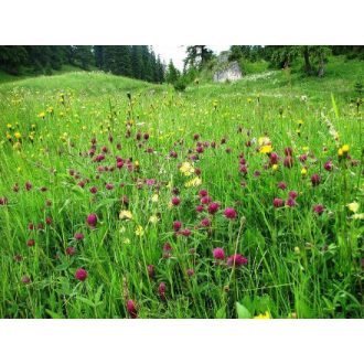 pannon-grass-mehlegelo-25kg