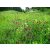 Pannon Grass méh legelő fűmag keverék