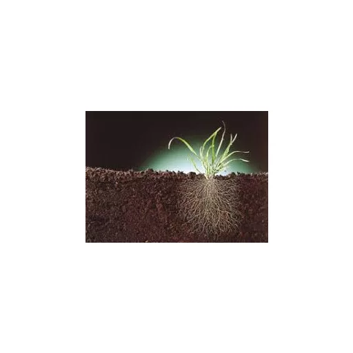 EUROGREEN Monaco/Mediterrán fűmag (2,5 kg) - (50-75 m2)