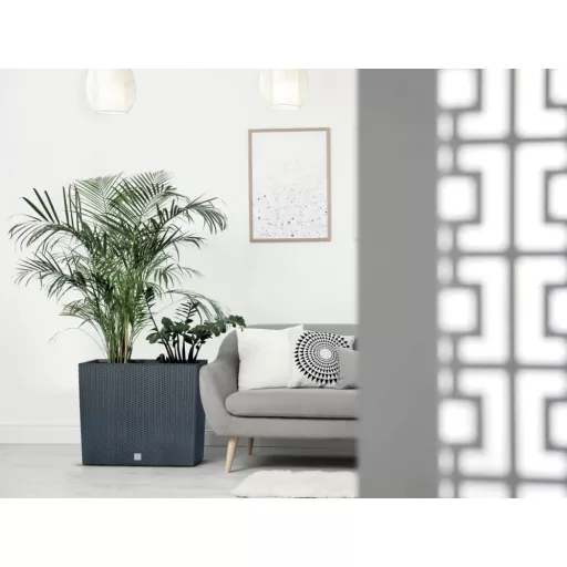 Barenbrug Resilient Blue Sport fűmag 5kg