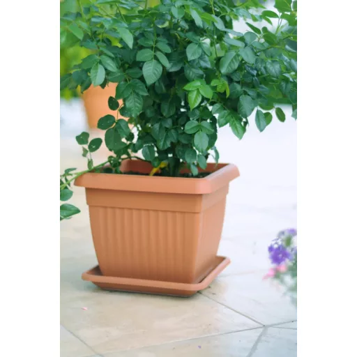 Virágcserép Alátét 41 Négyszög Terra - Terrakotta