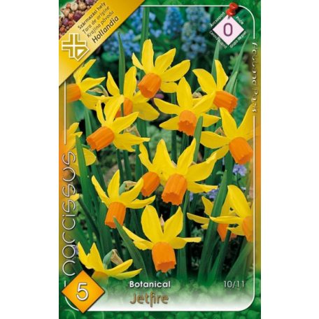 Botanikus nárcisz / Narcissus Jetfire