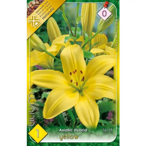 Sárga ázsiai liliom virág