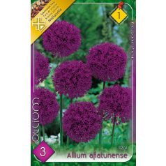 Iráni hagyma / Allium aflatunense (LA)