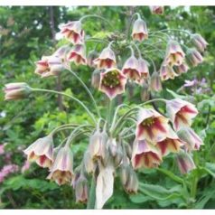 Bolgár nektárhagyma / Nectaroscordum siculum (LA)