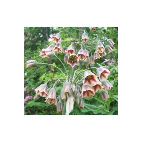 Bolgár nektárhagyma / Nectaroscordum siculum (LA)