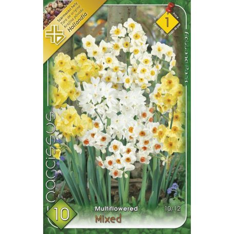 Nárcisz Csokros mix / Narcissus multiflowered mixed