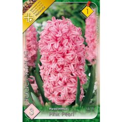 Jácint rózsaszín / Hyacinthus Pink Pearl (LA)