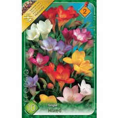   Freesia Single mixed / Frézia egyszerű virágú színkeverék 10 db virághagyma (LA)