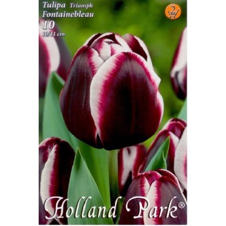 Tulipán Fontainebleau / Tulipa Fontainebleau