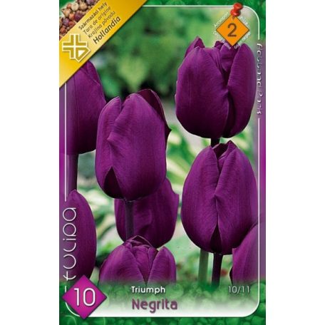 Tulipán Negrita / Tulipa Negrita (LA)