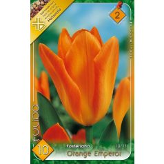 Tulipán Orange Emperor / Tulipa Orange Emperor (LA)