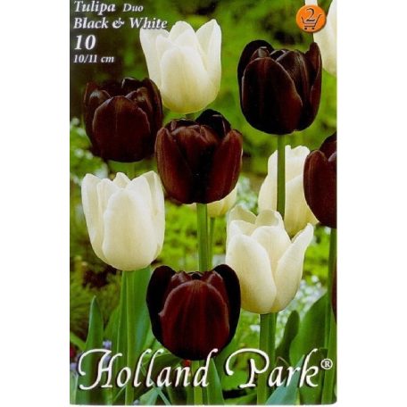 Tulipán Duó fekete-fehér / Tulipa Duo Black & White