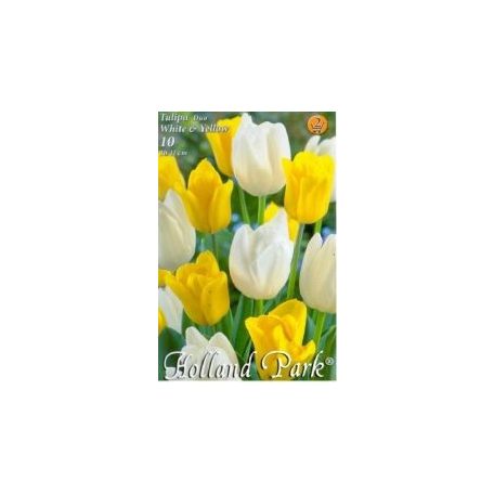 Tulipán Duó sárga-fehér / Tulipa Duo Yellow & White (LA)