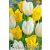 Tulipán Duó sárga-fehér / Tulipa Duo Yellow & White (LA)