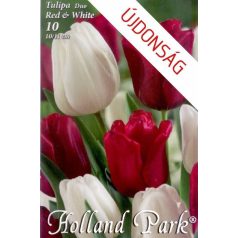 Tulipán Duó bordó-fehér / Tulipa Duo Red & White (LA)