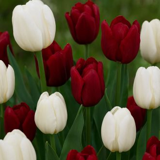   Tulipán Duó bordó-fehér / Tulipa Duo Red & White 6 db (LA)