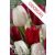 Tulipán Duó bordó-fehér / Tulipa Duo Red & White