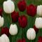 Tulipán Duó bordó-fehér / Tulipa Duo Red & White 6 db (LA)