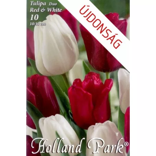 Tulipán Duó bordó-fehér / Tulipa Duo Red & White 6 db (LA)