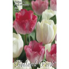 Tulipán duo rózsaszín-fehér / Tulipa duo Pink&White (LA)