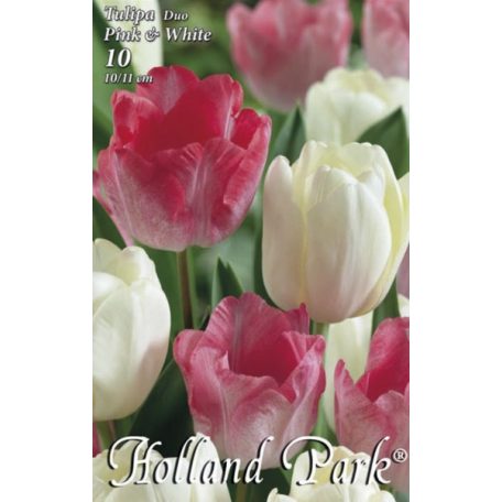 Tulipán duo rózsaszín-fehér / Tulipa duo Pink&White