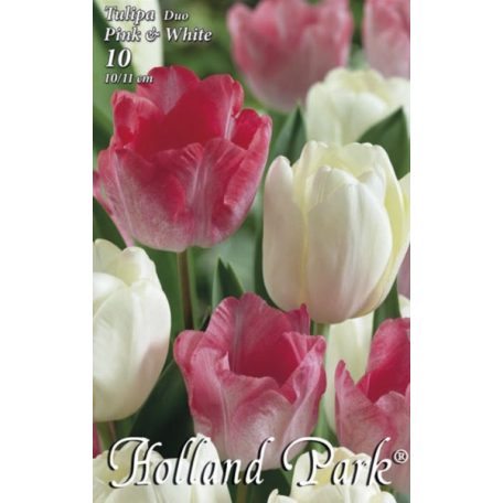 Tulipán duo rózsaszín-fehér / Tulipa duo Pink&White (LA)