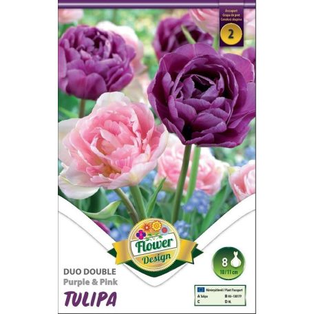 Tulipán teltvirágú lila-rózsaszín / Tulipa Duo double purple&pink