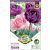 Tulipán teltvirágú lila-rózsaszín / Tulipa Duo double purple&pink