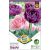 Tulipán teltvirágú lila-rózsaszín / Tulipa Duo double purple&pink (LA)