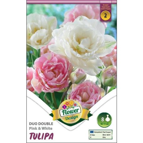 Tulipán teltvirágú rózsaszín-fehér / Tulipa Duo Double pink&white (LA)