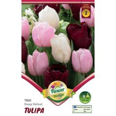 Tulipán trio Deep Velvet / Tulipa Deep Velvet trio (LA)