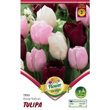 Tulipán trio Deep Velvet / Tulipa Deep Velvet trio