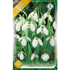 Török hóvirág / Galanthus elwesii (LA)