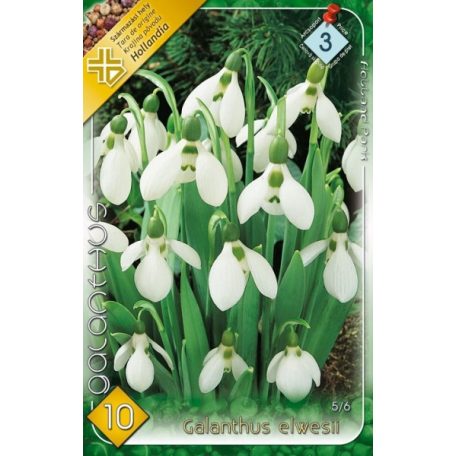 Török hóvirág / Galanthus elwesii (LA)