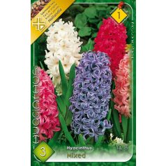 Jácint Hyacinthus mixed (LA) (3db)