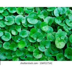 Talajtakaró zöld szőnyeg-Dichondra Repens Rocalba 250 g