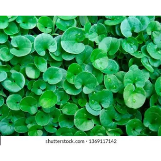 talajtakaro-zold-szonyeg-dichondra-repens-rocalba-250-g