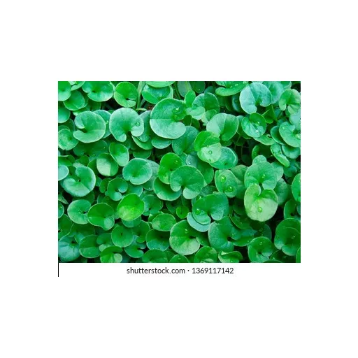 rocalba-dichondra-repens-100g