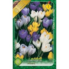   Nagyvirágú kerti krókusz színkeverék / Large Crocus MIX (LA)