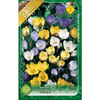 Crocus Chryshantus mix / Botanikai krókusz színkeverék 10 db