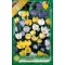 Crocus Chryshantus mix / Botanikai krókusz színkeverék 10 db