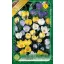 Crocus Chryshantus mix / Botanikai krókusz színkeverék 10 db