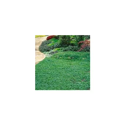 Rédei Zöldszőnyeg Dichondra 50g 10 m2