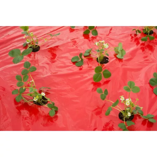 Takarófólia EPERHEZ piros! 25 mikron80x60mm,0,95x10m – lyukakkal – Palántázás