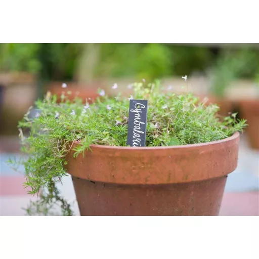 T-Jeltábla,természetes kőből 15x3cm, 5db – Palántázás