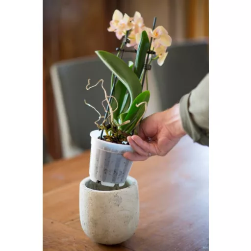 Növénytartály átlátszó  átm. 12cm